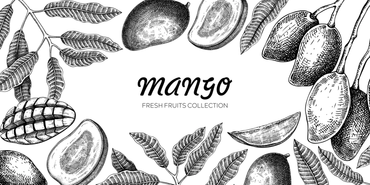 Mango background. Exotic fruit hand-drawn vector illustration. Mango fruit, tree branches, leaves sketches. Vintage frame, banner, juice packaging. Summer design element